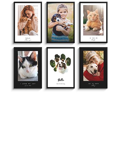 Foto in lijst - Honden en katten