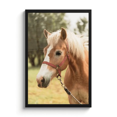 Haflinger paard in lijst