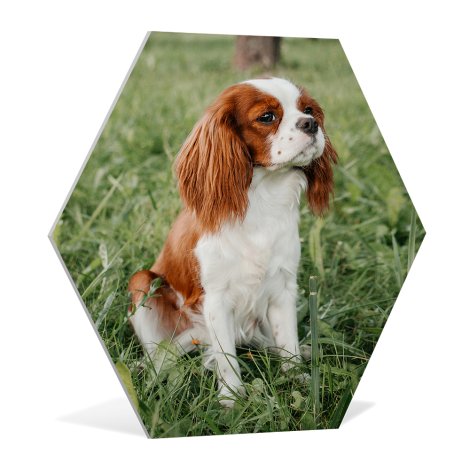 Eén hexagon met hondenfoto
