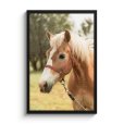 Haflinger paard in lijst thumbnail