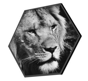 Foto op aluminium 60x40 cm