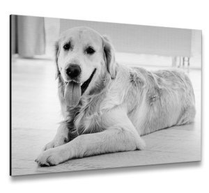 Foto op aluminium 100x70 cm