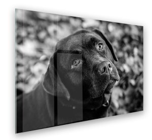 Foto op aluminium 100x70 cm