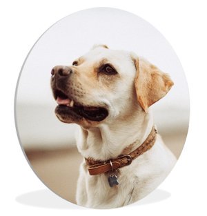 Foto op aluminium 60x40 cm