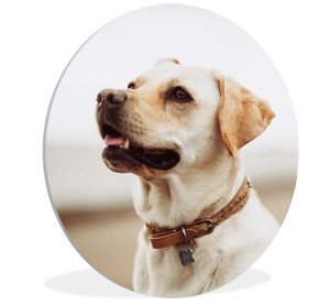 Foto op aluminium 60x40 cm