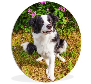 Foto op aluminium 60x40 cm