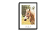 Poster paarden