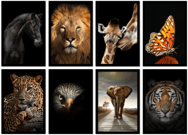 Dieren
