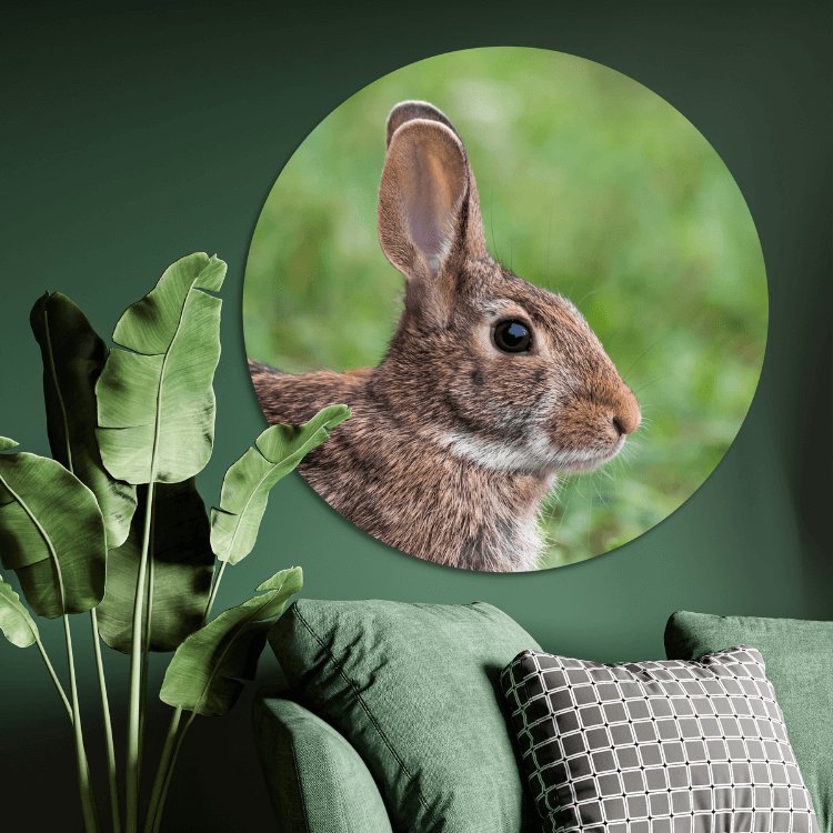 wandcirkel konijnen