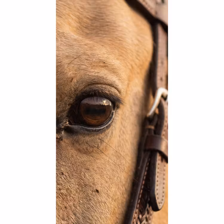 Behang - Pferd - Auge - Braun — 2