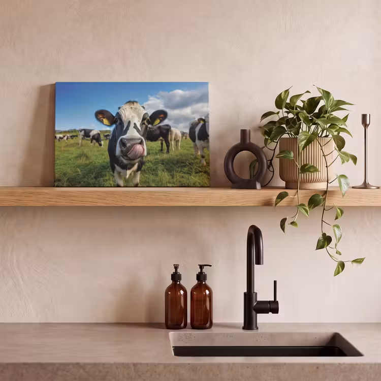 Canvas schilderij - Koe - Tong - Weide — 2