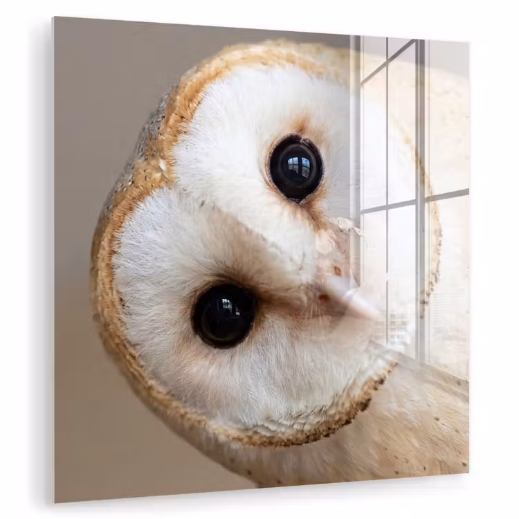 Glas schilderij - Uil - Bruin - Wit — 1