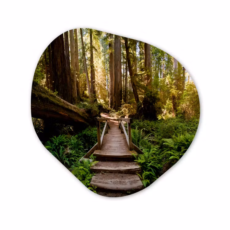 Organisch schilderij - Forex - Jungle - Natuur - Trap - Bomen — 1