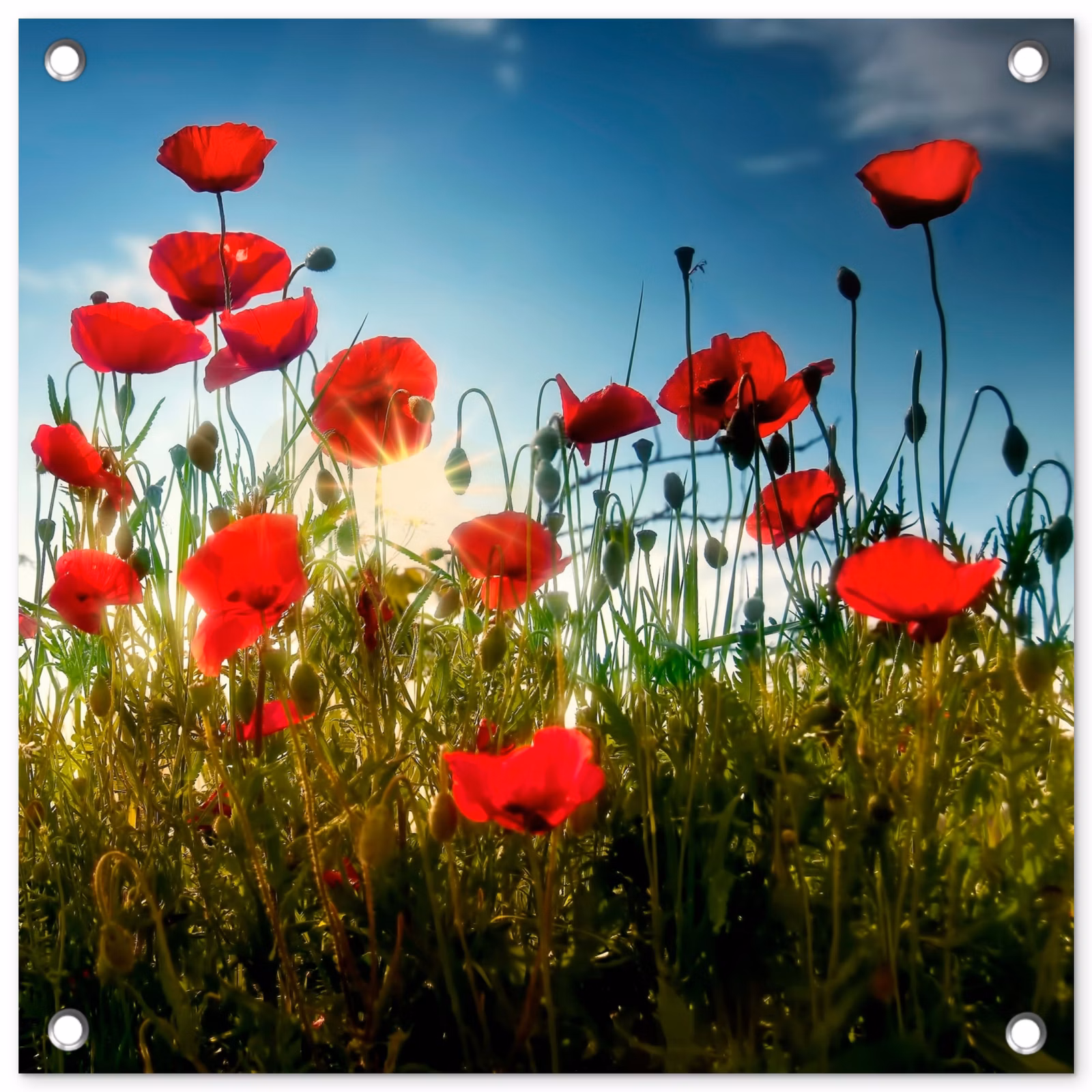 Tuinposter - Klaprozen in tegenlicht — 1
