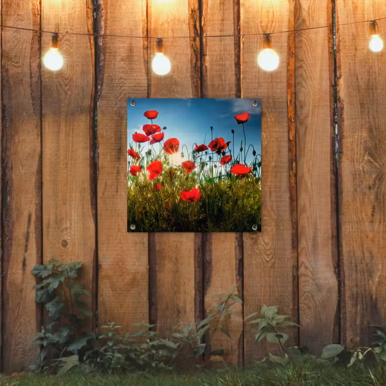 Tuinposter - Klaprozen in tegenlicht — 2
