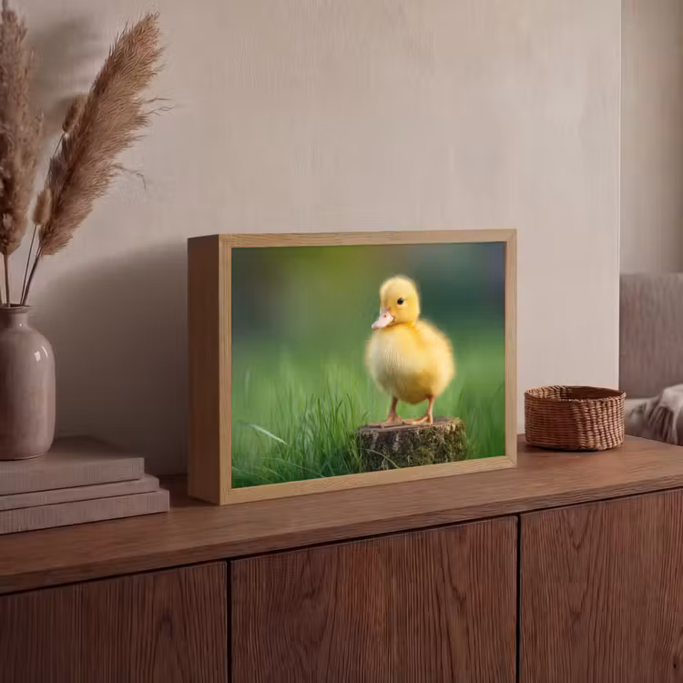 Lightbox - Wandlamp - Kuiken - Eend - Geel - Gras — 4