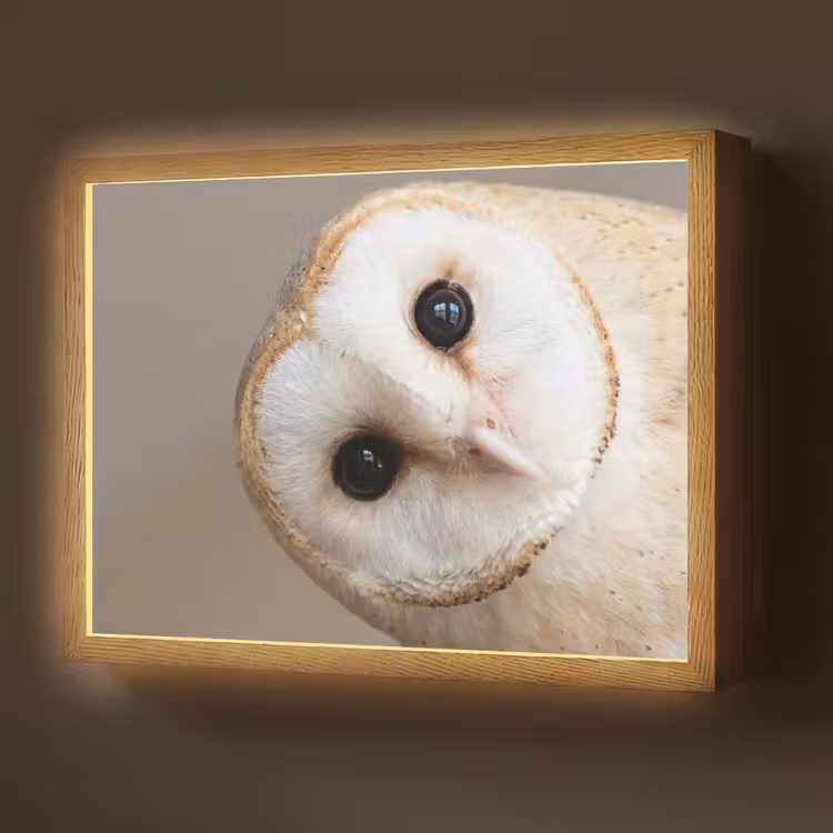 Lightbox - Wandlamp - Uil - Bruin - Wit — 1