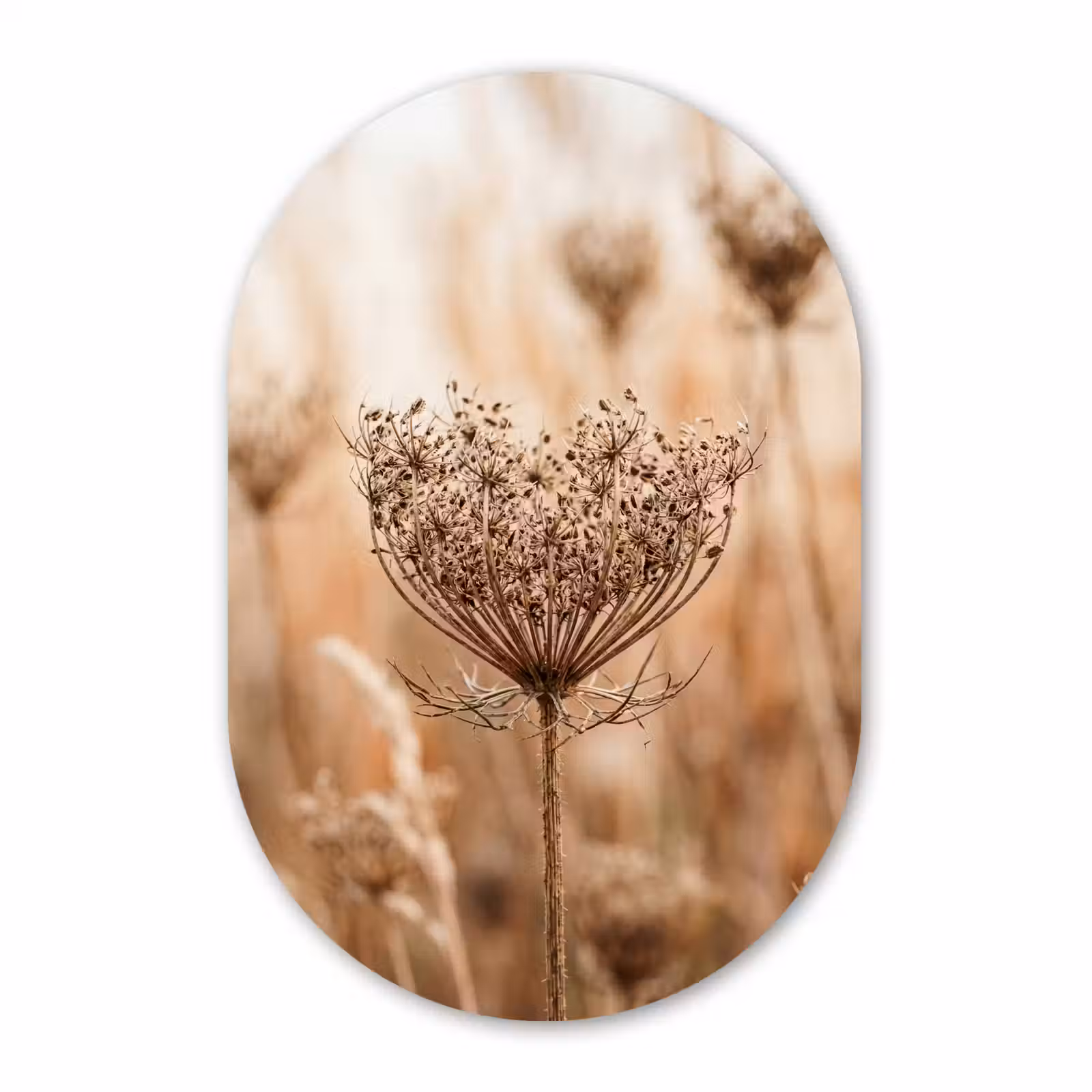 Muurovaal aluminium - Schermbloem - Droogbloem - Winter - Beige - Minimalistisch — 1