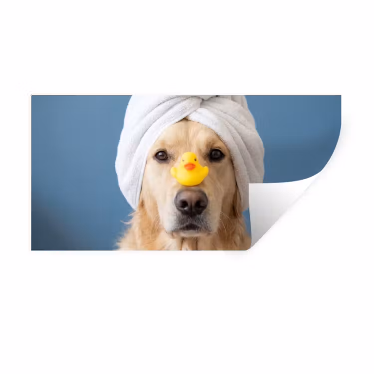 Muursticker - Hond - Badeend - Geel — 1