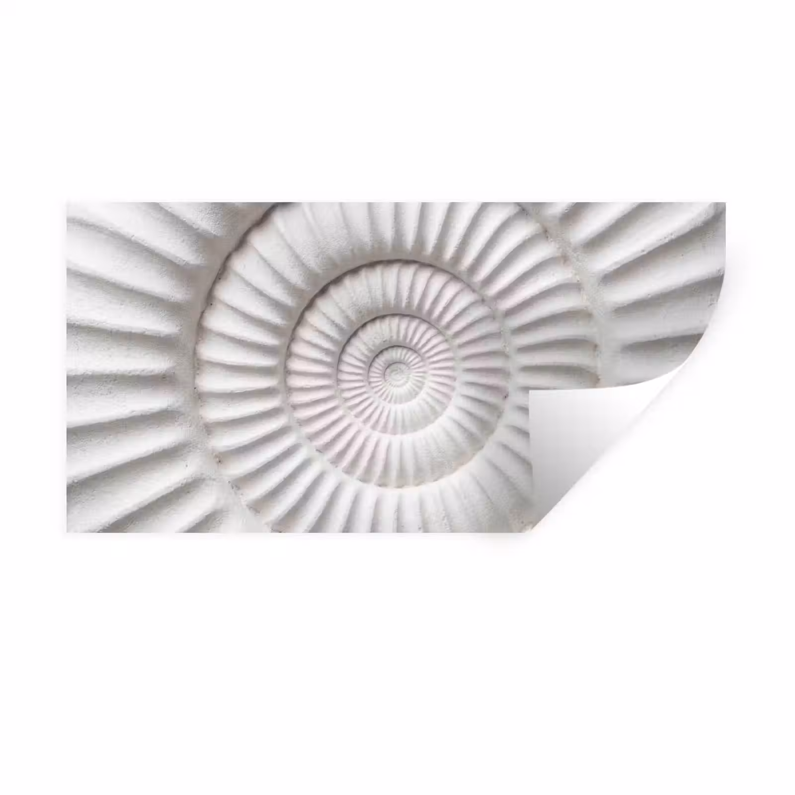 Muursticker - Schelp - Spiraal - Wit — 1