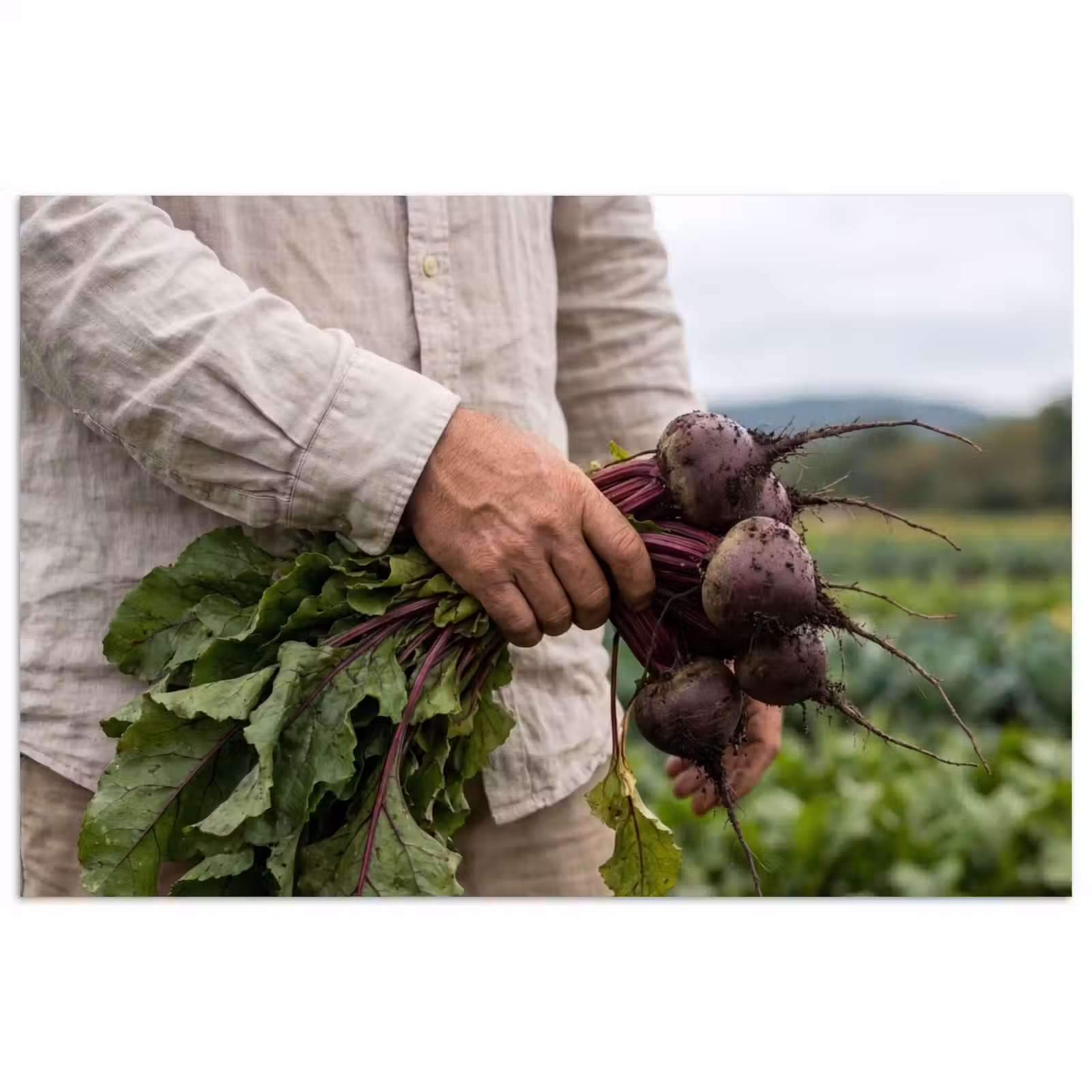 Poster - Bieten - Vers - Moestuin — 1