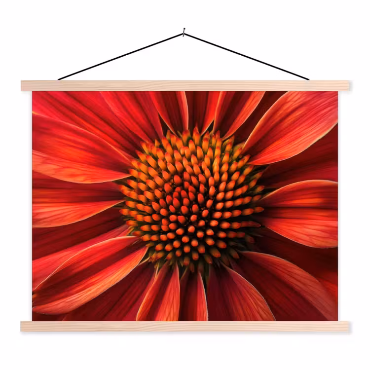 Schoolplaat - Close up - Bloem- Rood — 1