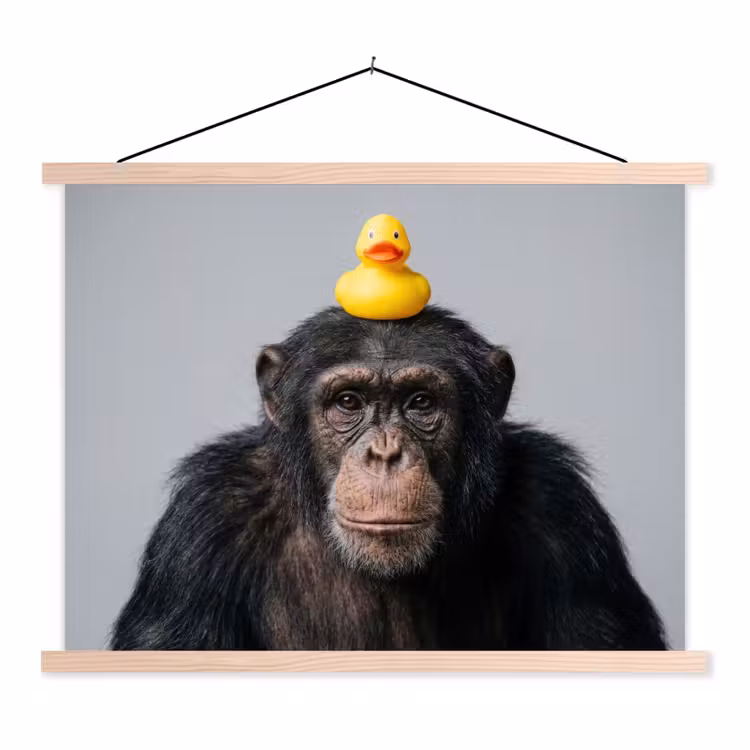 Schoolplaat - Chimpansee - Badeend - Grijs — 1