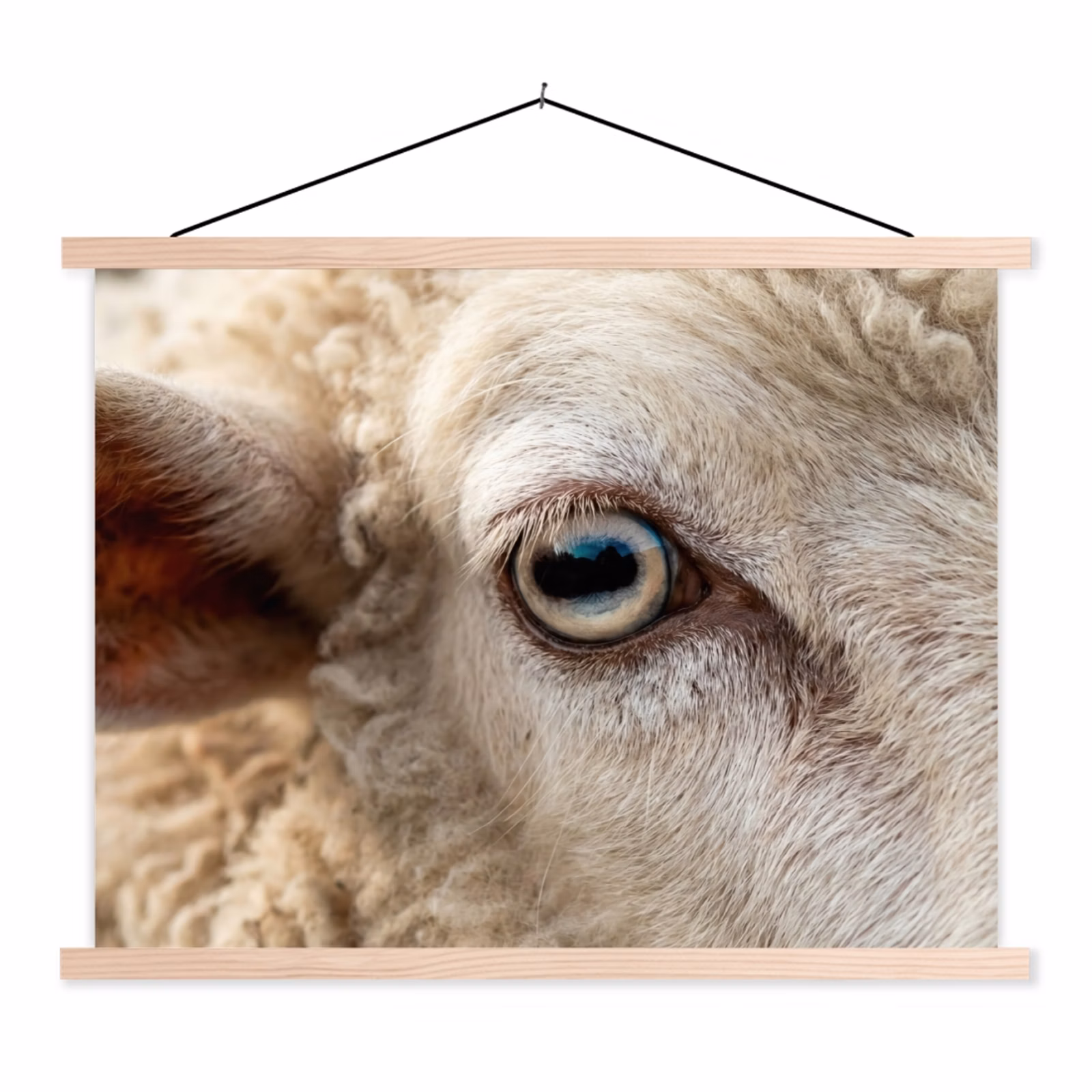 Schoolplaat - Schaap - Oog - Wit — 1