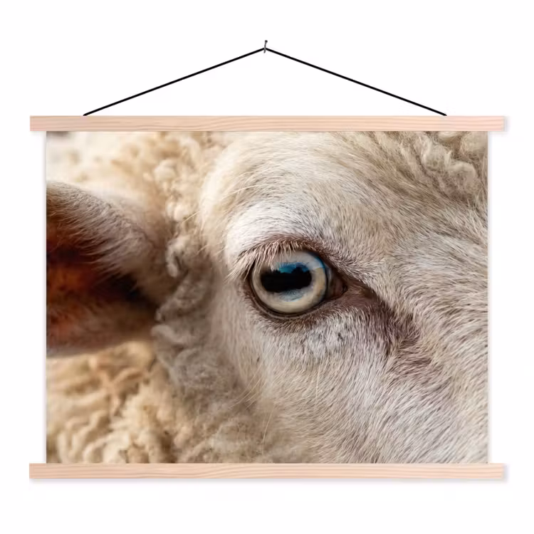 Schoolplaat - Schaap - Oog - Wit — 1