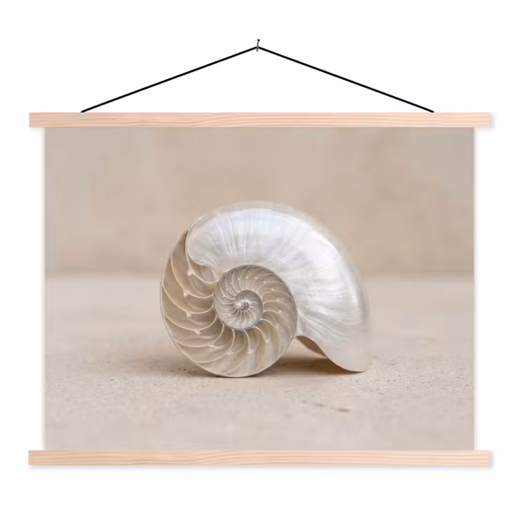 Schoolplaat - Schelp - Spiraal - Beige — 1