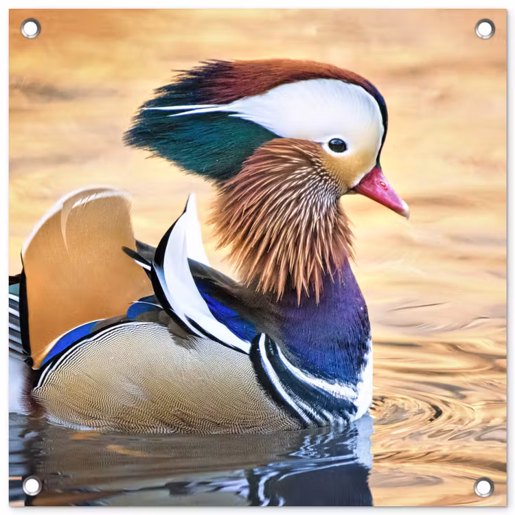 Tuinposter - Close-up mandarijneend — 1