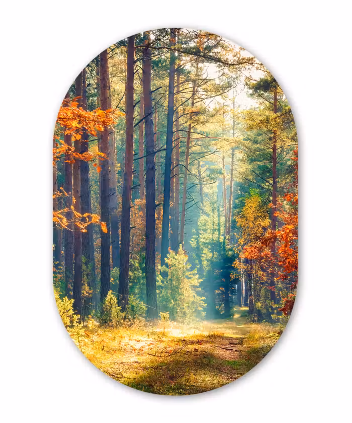 Muurovaal - Kunststof - Bos - Zon - Natuur - Herfst
